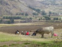 Colca Tal
