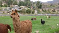 Colca-Lodge