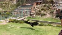 Condor im Tiersanatorium