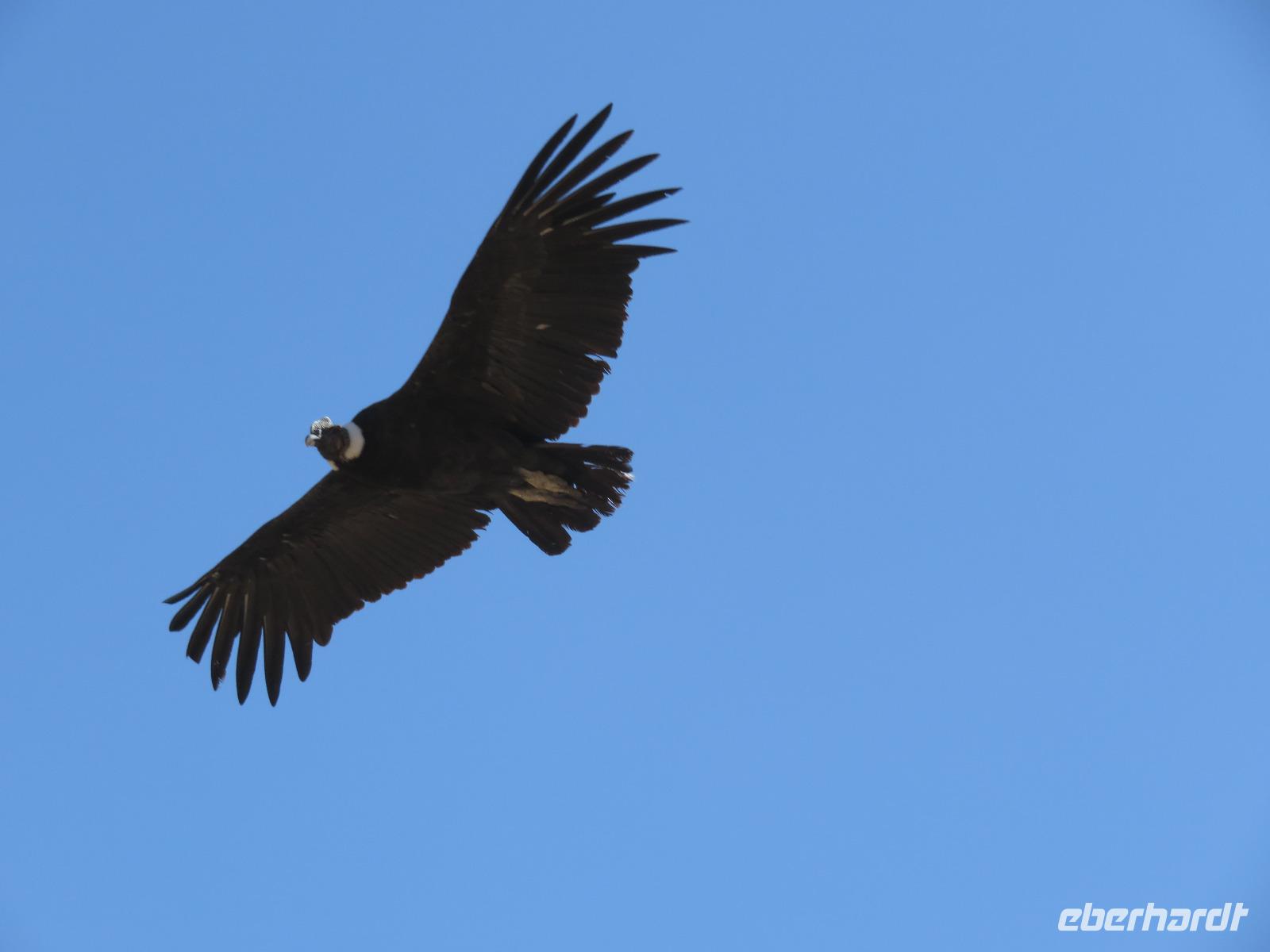 Condor