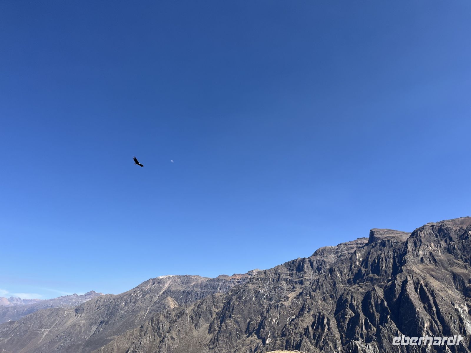 Condor