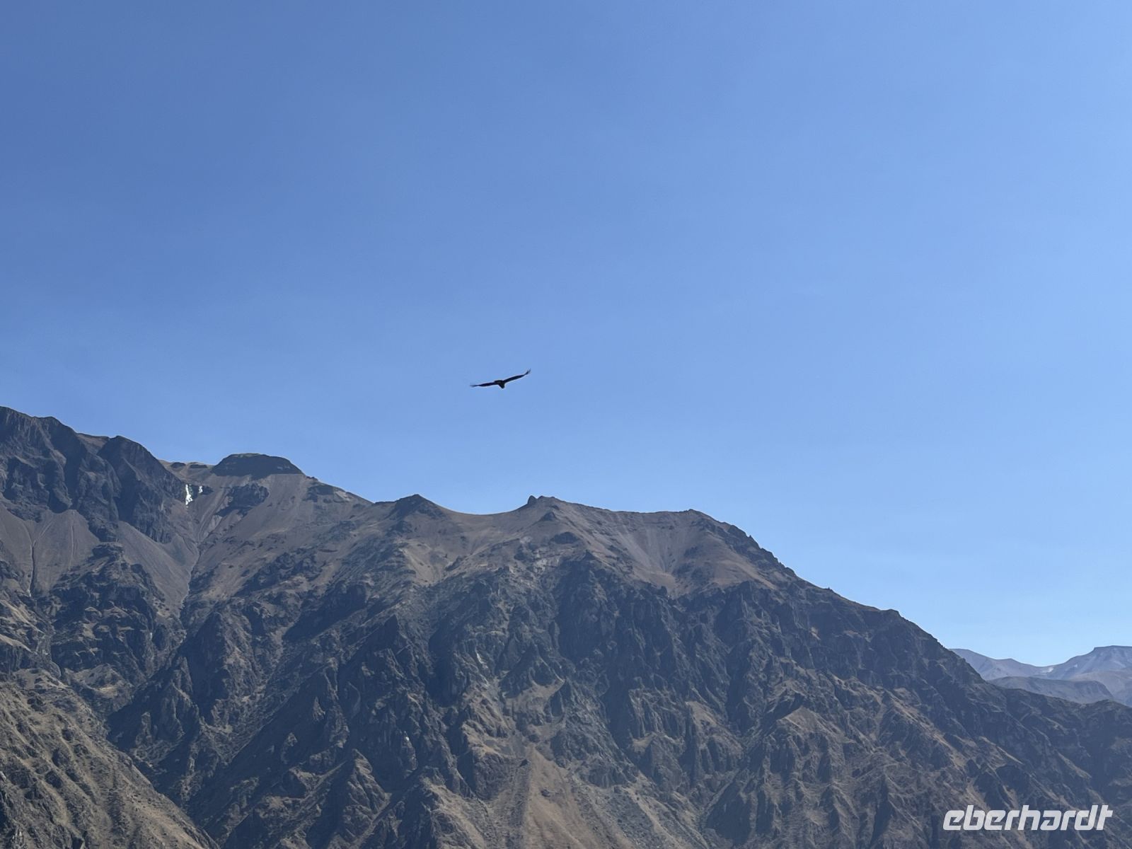 Condor