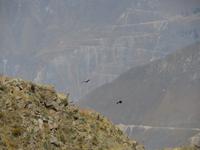 Condor