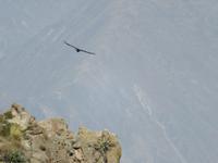 Condor