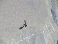 Condor
