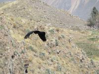 Condor