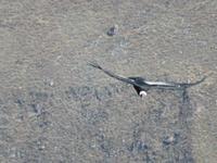 Condor