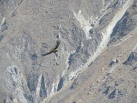 Condor