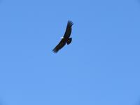 Condor
