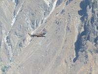 Condor