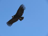 Condor