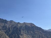 Condor