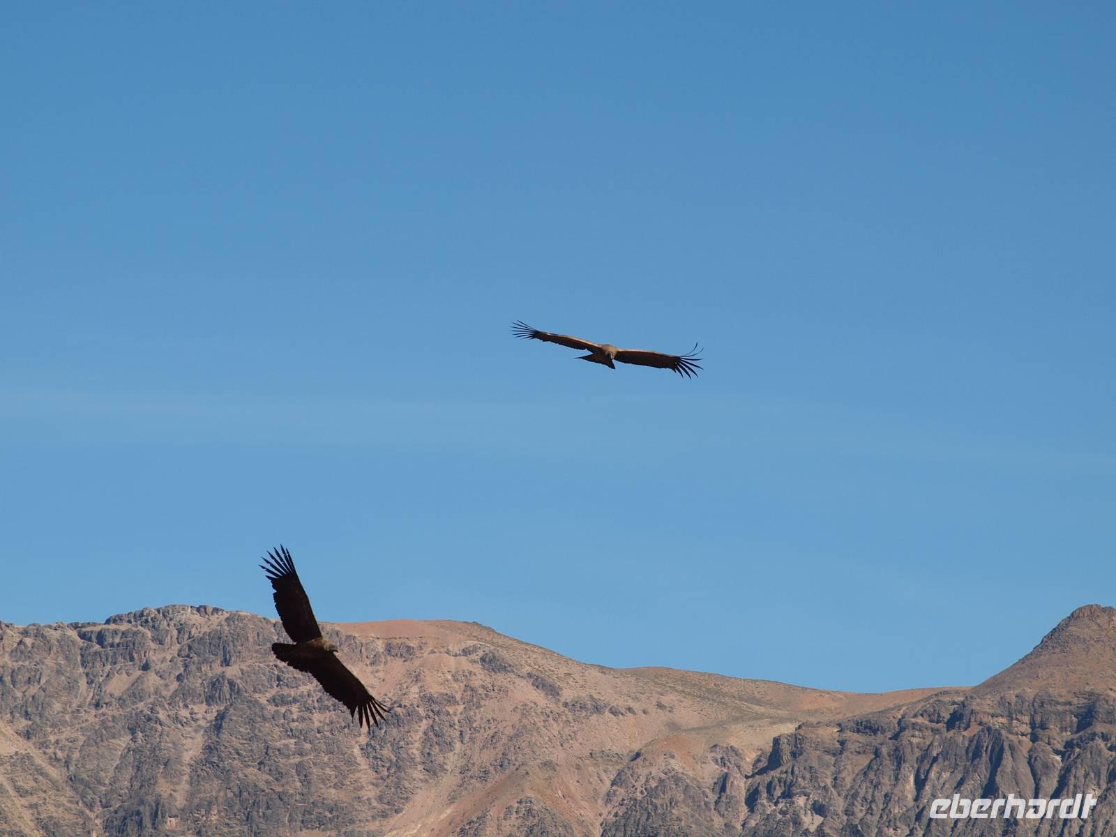 Cruz del Condor