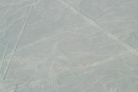 Der Condor (1)