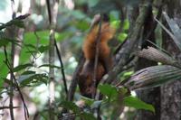 Eichhörnchen