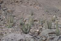 Fahrt nach Arequipa