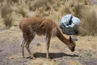 Fahrt von Arequipa nach Puno (4)