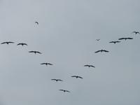 Flugformation