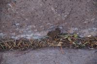 Frosch