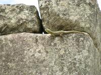 Gecko 