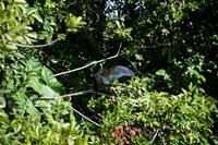 Grüner Ibis