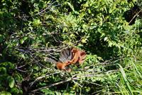 Hoatzin