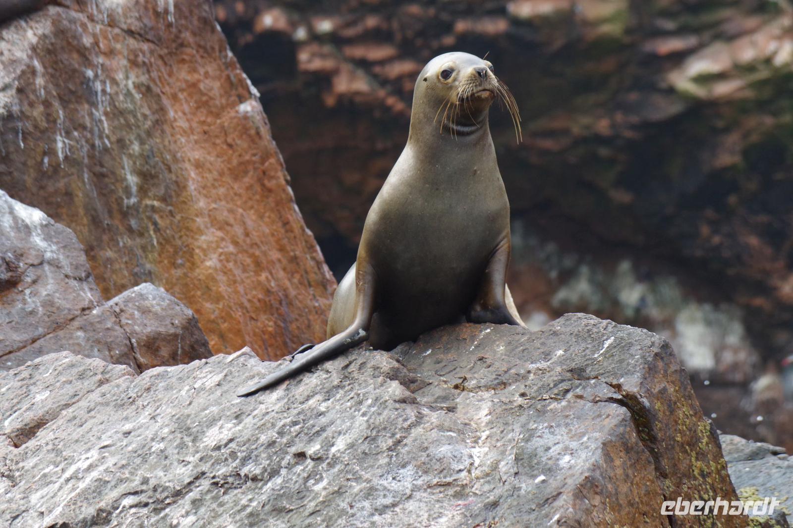 Islas Ballestas