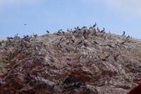 Islas Ballestas