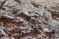 Islas Ballestas