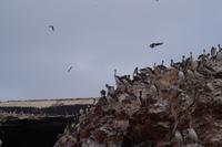 Islas Ballestas