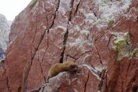 Islas Ballestas