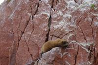 Islas Ballestas