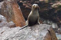 Islas Ballestas