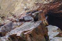 Islas Ballestas