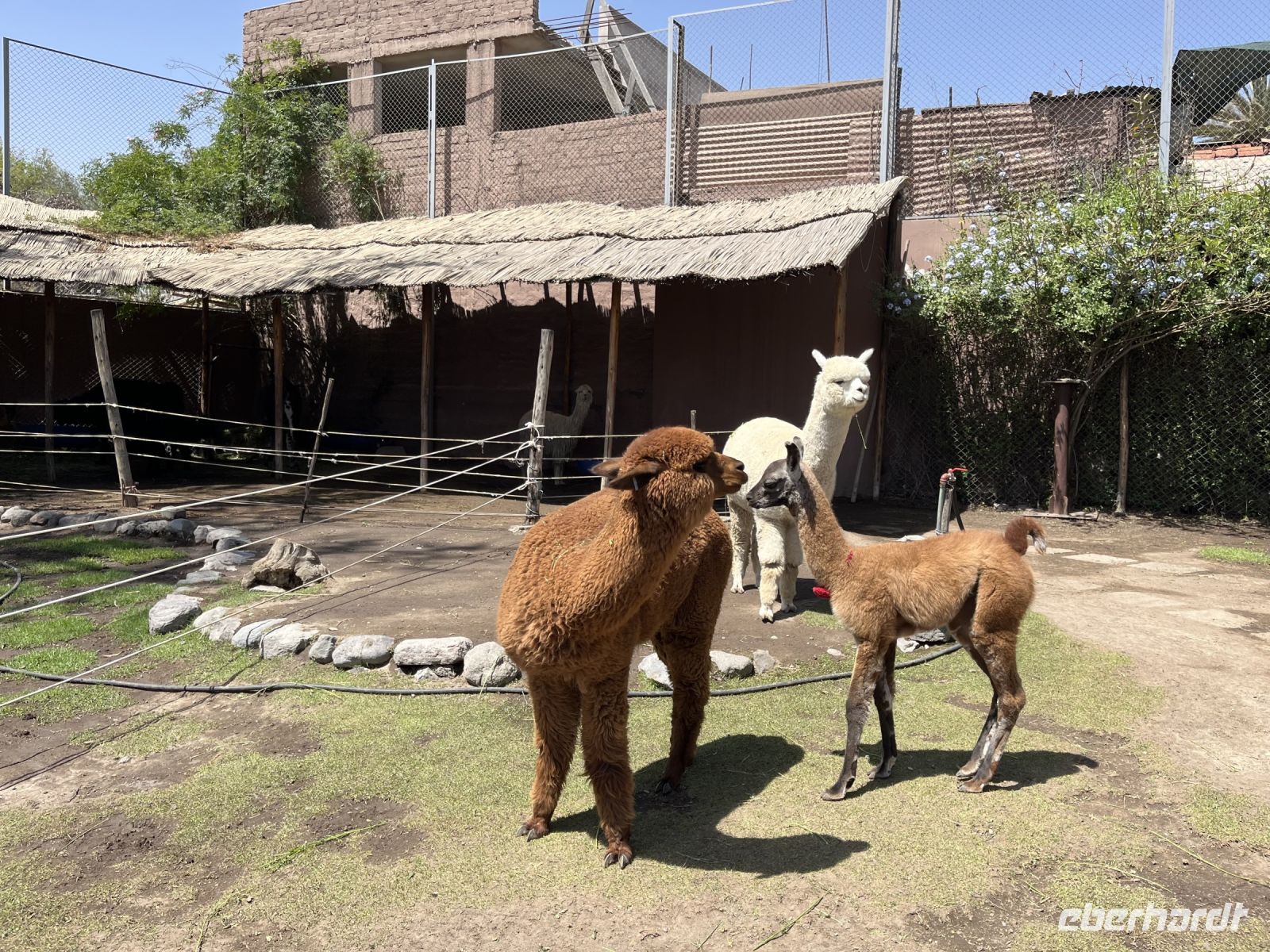 Lama Hof