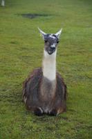 Lama Machu Picchu