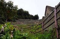 Lama Machu Picchu