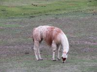 Lama vor der Lodge