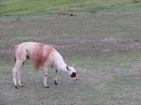 Lama vor der Lodge