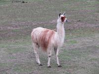 Lama vor der Lodge