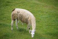 Lama(s) 