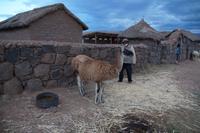 Lama-Guanaco-Kreuzung