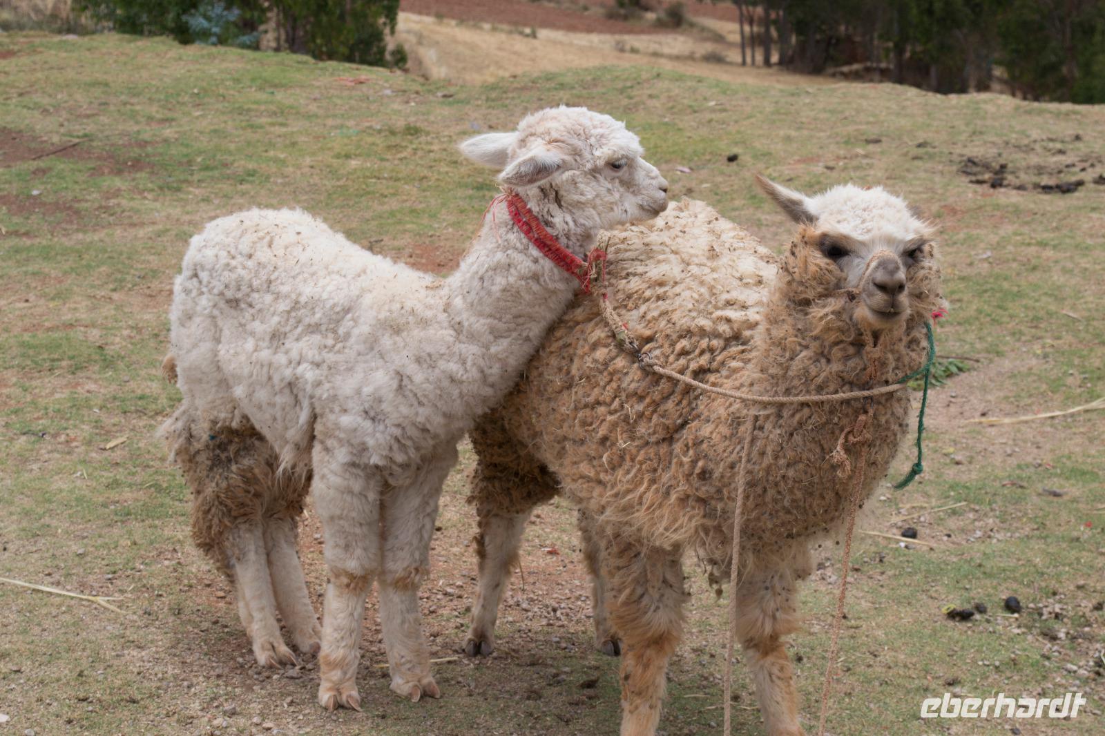 Lamas (3)