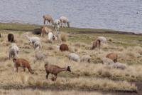 Lamas und Alpacas