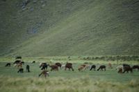 Lamas und Alpacas