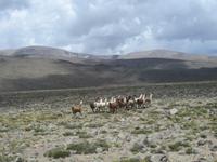Lamas und Alpakas