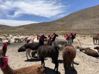 Lamas