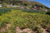 Luquina