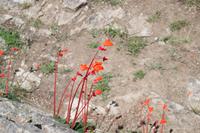 Machu Picchu (20)