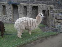 Ollantaytambo